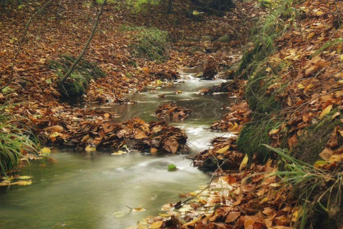 Bach im Bergenholz bei Malente