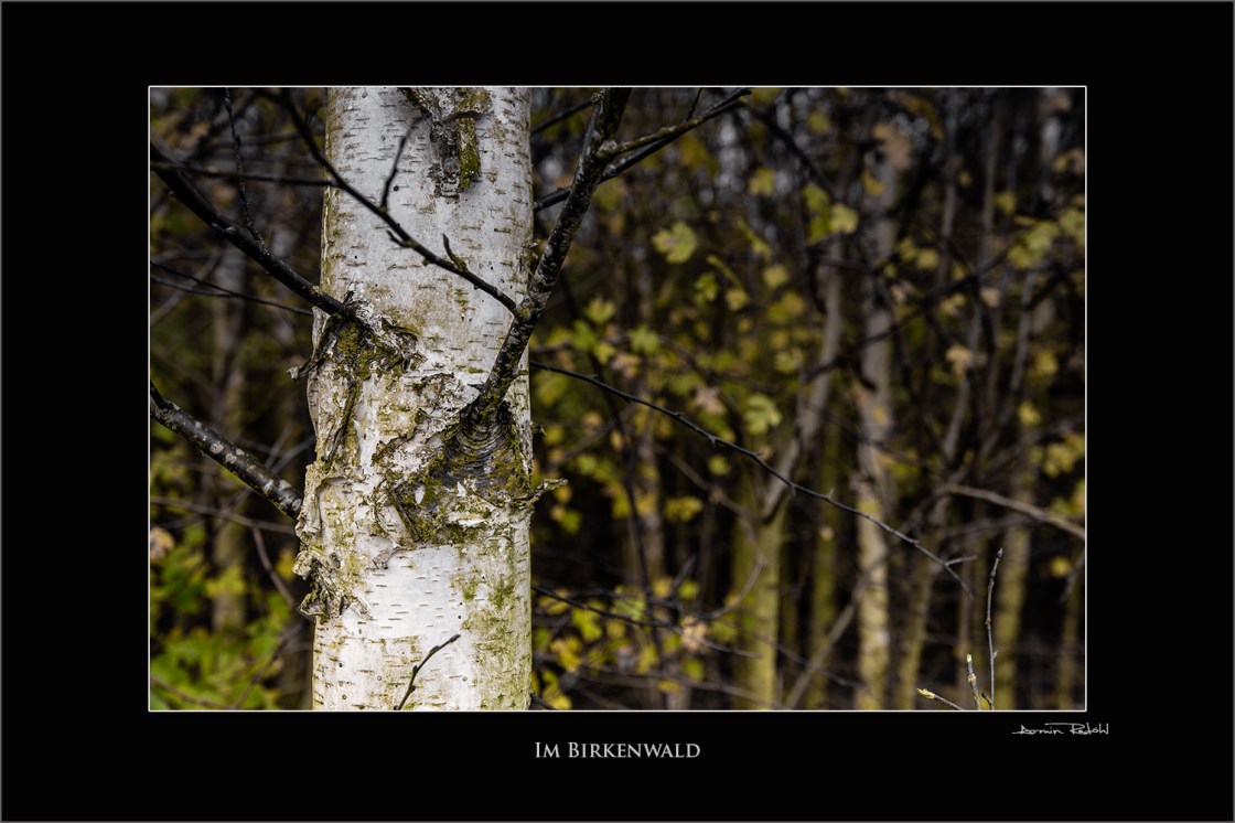 Im Birkenwald