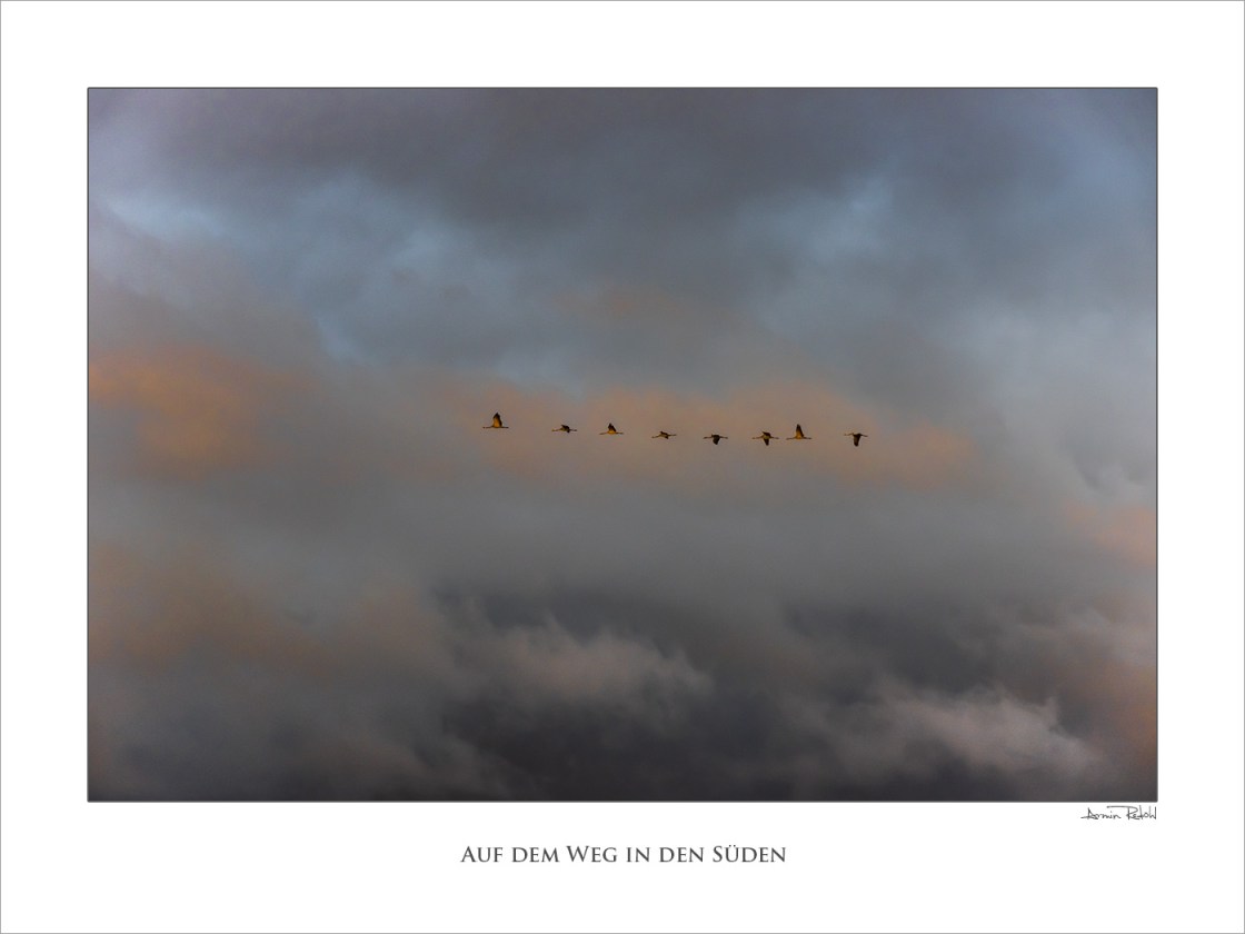 Auf dem Flug in den Süden