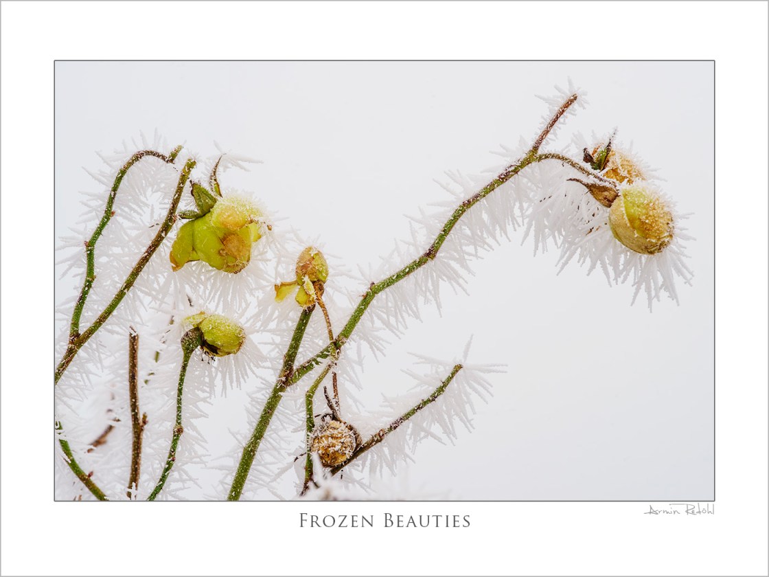 frozen beauties
